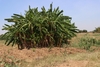 Plantain grove in September in TA Mkhumba, Malawi