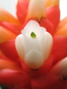 Flower close up