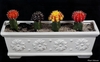 Grafted plants of different colors in a rectangular planter.