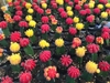 Dozens of grafted plants in several colors for sale at Home Dep.