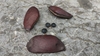 Brown pods and black seed