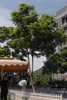 Form of a mature tree