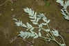 Compound leaves