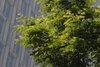 Green leaves