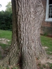 Bark Close-up