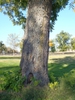 Bark