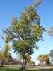 Form