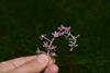 Lavender flowers