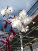 Form in flower