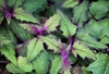 Purple green leaves