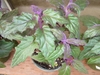 Pale green leaves covered with purple hairs.