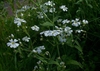 Gypsophila elegans