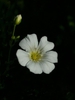 Gypsophila elegans