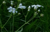 Gypsophila elegans