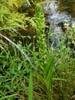Form