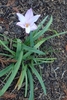 Flower and leaves