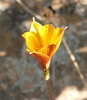 Yellow tubular flower