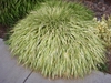 Hakanochloa macra 'Aureola'