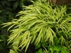 Hakonechloa 'Stripe It Rich' form