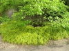 Hakonechloa macra 'Aureola' mass planting around tree