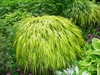 Hakonechloa macra 'Aureola' form