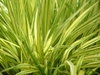 Hakonechloa macro 'Aureola' leaves