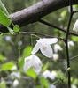 Halesia diptera