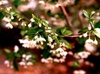 Halesia diptera