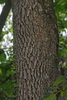 Halesia diptera