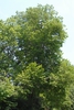 Halesia diptera