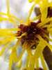 Hamamelis mollis