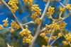 Yellow flowers in clusters