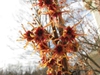 Hamamelis vernalis