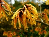 Hamamelis_intermedia_'Aphrodite'