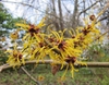 Hamamelis mollis