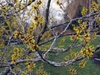 Hamamelis mollis