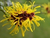 Hamamelis mollis