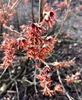 Hamamelis vernalis