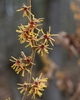 Flowers with yellow ribbon-like petals