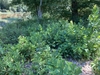 Green shrub in July