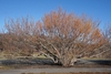 Large multi-stemmed shrub in Jan.