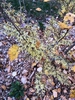 Strap-like yellow flowers, late fall (Orange Co., NC)