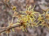Bloom detail and stem (Buncombe Co., NC)