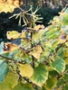 Leaves and flowers, late fall (Orange Co., NC)
