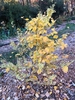 Yellow fall leaf color (Orange, Co., NC)