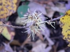 Bloom detail (Buncombe Co., NC)