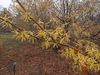 Winter form in bloom