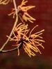 Hamamelis_x_intermedia_'Aphrodite'
