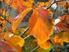 Hamamelis x intermedia 'Jelena'