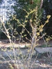 Hamamelis_x_intermedia_'Pallida'